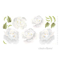 Peonie Bianche